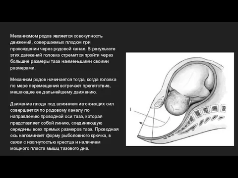 Механизмом родов является совокупность движений, совершаемых плодом при прохождении через родовой канал.