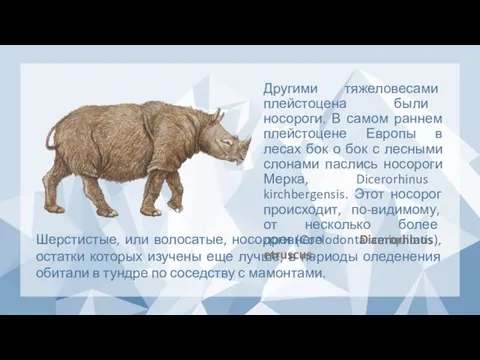 Другими тяжеловесами плейстоцена были носороги. В самом раннем плейстоцене Европы в лесах