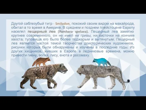 Другой саблезубый тигр - Smilodon, похожий своим видом на махайрода, обитал в