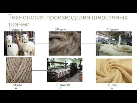 Технология производства шерстяных тканей Животное Шерсть-сырец Прядение Пряжа Ткачество Ткань 1 2 3 4 5 6