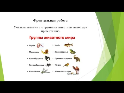 Фронтальная работа Учитель знакомит с группами животных используя презентацию.
