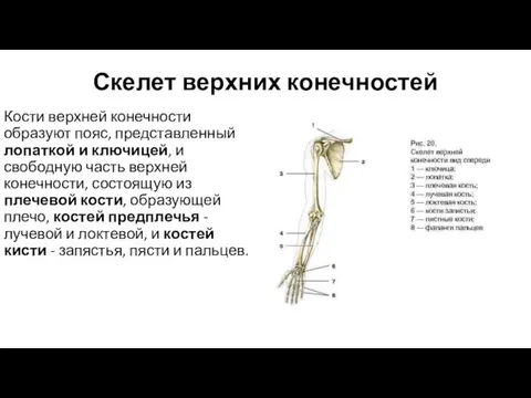 Скелет верхних конечностей Кости верхней конечности образуют пояс, представленный лопаткой и ключицей,