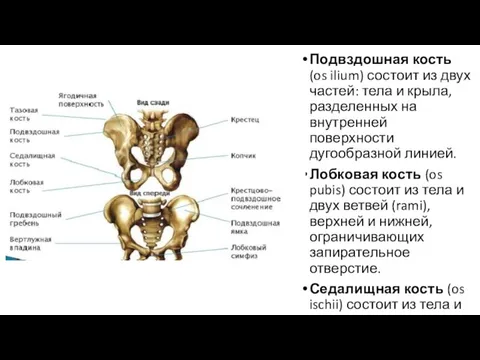 Подвздошная кость (os ilium) состоит из двух частей: тела и крыла, разделенных