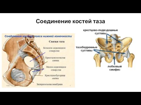 Соединение костей таза