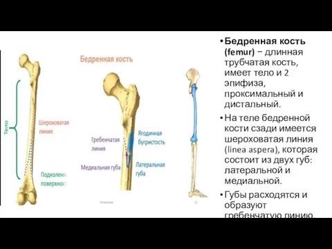 Бедренная кость (femur) − длинная трубчатая кость, имеет тело и 2 эпифиза,