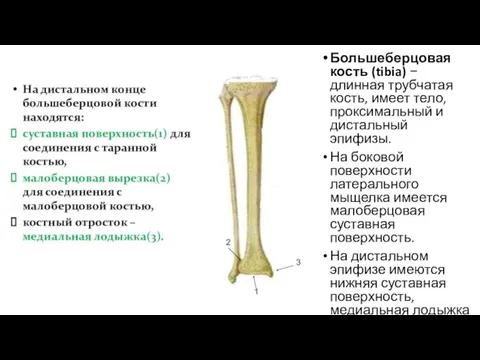 Большеберцовая кость (tibia) − длинная трубчатая кость, имеет тело, проксимальный и дистальный