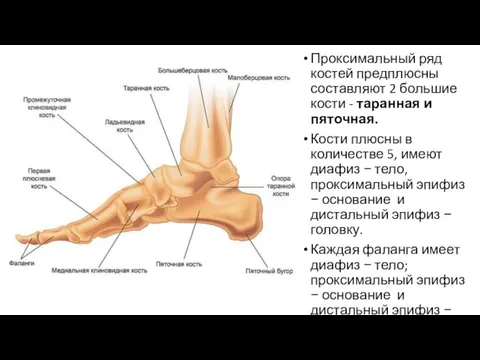 Проксимальный ряд костей предплюсны составляют 2 большие кости - таранная и пяточная.