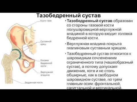 Тазобедренный сустав Тазобедренный сустав образован со стороны тазовой кости полушаровидной вертлужной впадиной