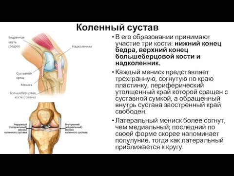 Коленный сустав В его образовании принимают участие три кости: нижний конец бедра,