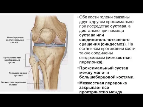 Обе кости голени связаны друг с другом проксимально при посредстве сустава, а