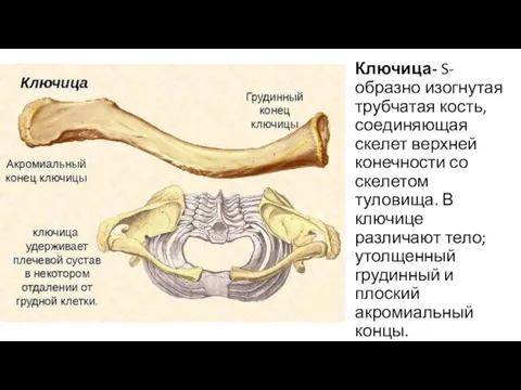 Ключица- S-образно изогнутая трубчатая кость, соединяющая скелет верхней конечности со скелетом туловища.