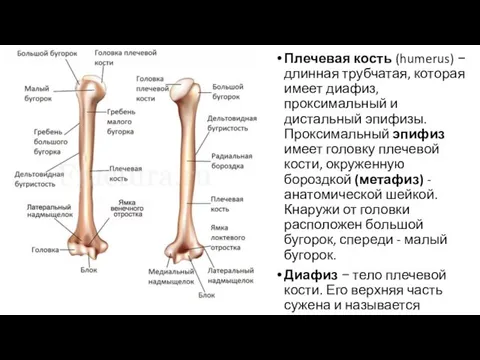 Плечевая кость (humerus) − длинная трубчатая, которая имеет диафиз, проксимальный и дистальный