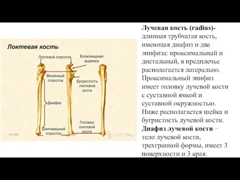 Лучевая кость (radius)- длинная трубчатая кость, имеющая диафиз и два эпифиза: проксимальный