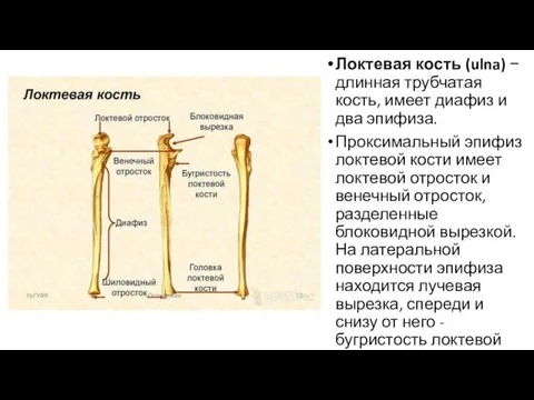 Локтевая кость (ulna) − длинная трубчатая кость, имеет диафиз и два эпифиза.