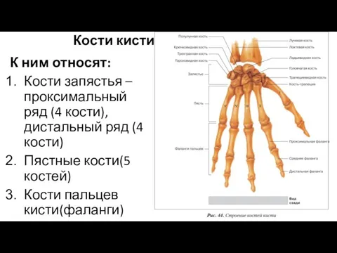 Кости кисти К ним относят: Кости запястья – проксимальный ряд (4 кости),