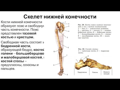 Скелет нижней конечности Кости нижней конечности образуют пояс и свободную часть конечности.