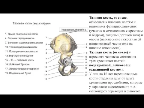 Тазовая кость, os coxae, относится к плоским костям и выполняет функцию движения