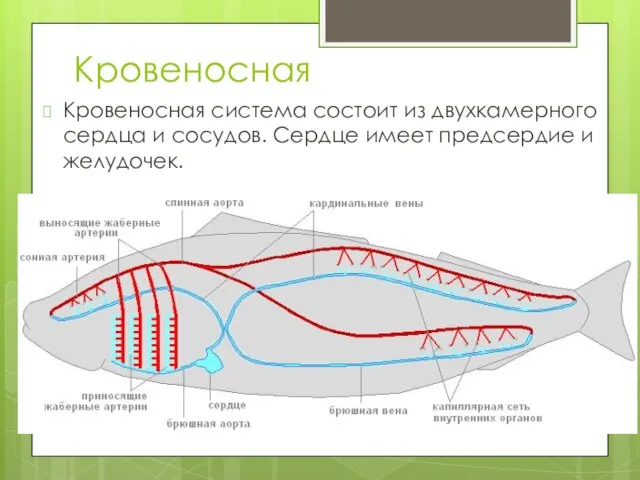 Кровеносная Кровеносная система состоит из двухкамерного сердца и сосудов. Сердце имеет предсердие и желудочек.