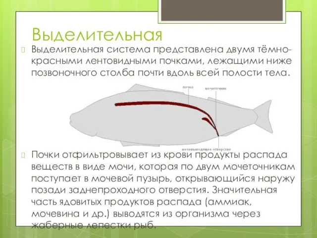 Выделительная Выделительная система представлена двумя тёмно-красными лентовидными почками, лежащими ниже позвоночного столба