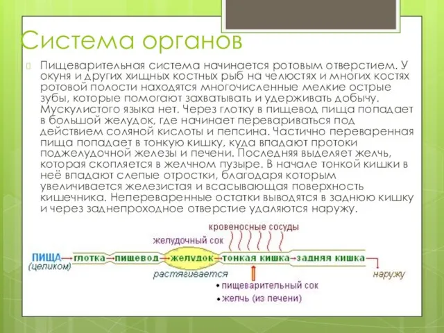 Система органов Пищеварительная система начинается ротовым отверстием. У окуня и других хищных