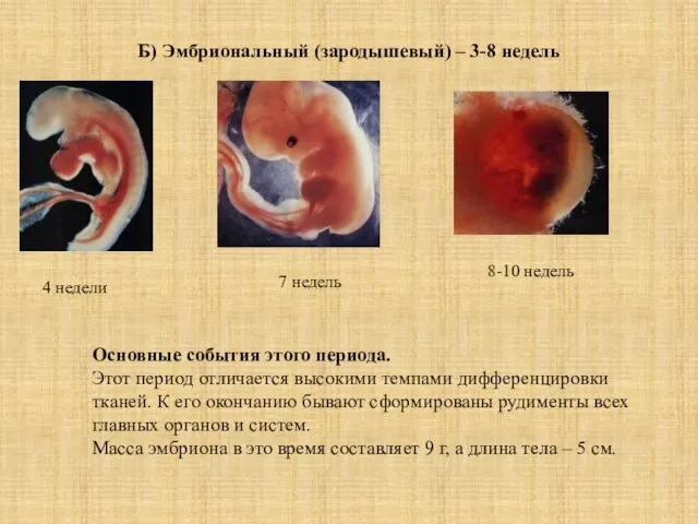 Б) Эмбриональный (зародышевый) – 3-8 недель 4 недели 7 недель 8-10 недель