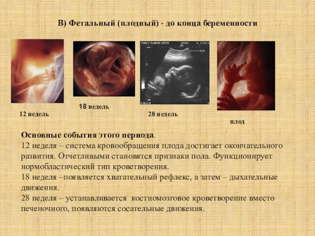 В) Фетальный (плодный) - до конца беременности 12 недель 18 недель 28