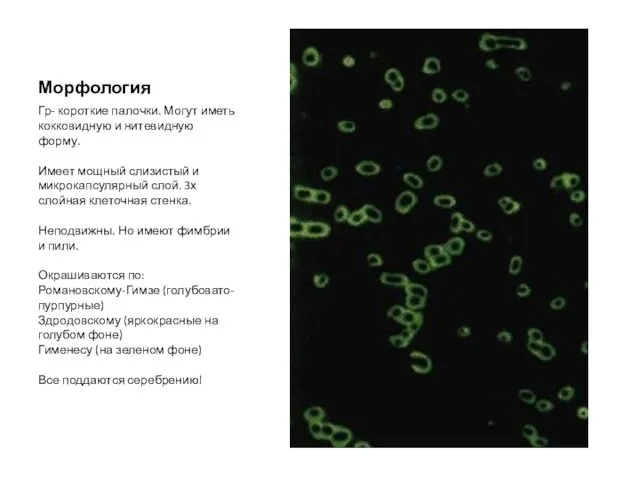 Морфология Гр- короткие палочки. Могут иметь кокковидную и нитевидную форму. Имеет мощный