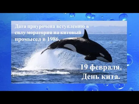 Дата приурочена вступлению в силу моратория на китовый промысел в 1986. 19 февраля. День кита.