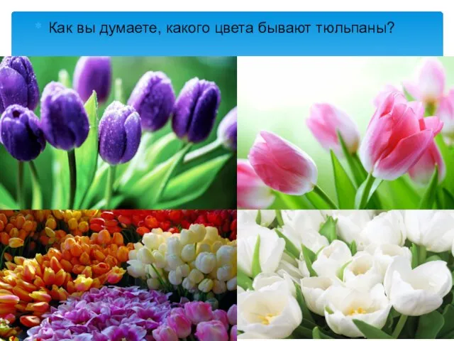 Как вы думаете, какого цвета бывают тюльпаны?