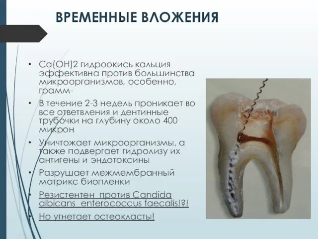 ВРЕМЕННЫЕ ВЛОЖЕНИЯ Ca(OH)2 гидроокись кальция эффективна против большинства микроорганизмов, особенно, грамм- В