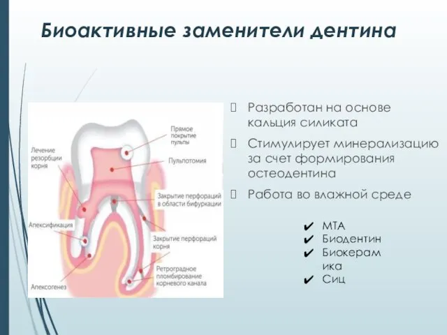 Биоактивные заменители дентина Разработан на основе кальция силиката Стимулирует минерализацию за счет