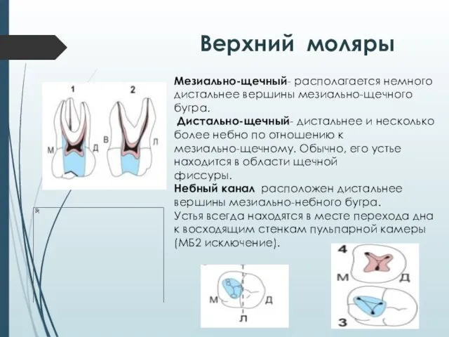 Верхний моляры Мезиально-щечный- располагается немного дистальнее вершины мезиально-щечного бугра. Дистально-щечный- дистальнее и