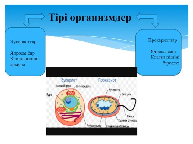 Тірі организмдер Эукариоттар Ядросы бар Клетка пішіні әркелкі Прокариоттар Ядросы жоқ Клетка пішіні біркелкі