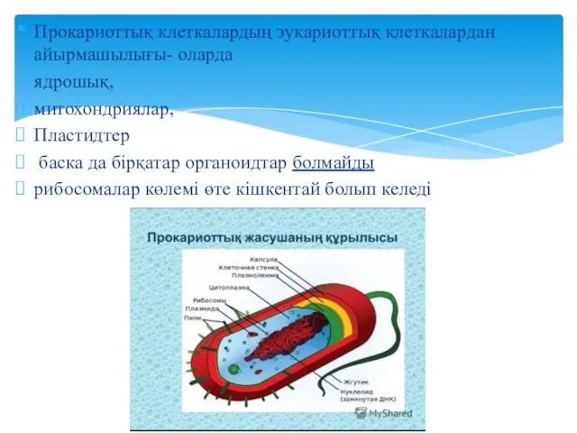 Прокариоттық клеткалардың эукариоттық клеткалардан айырмашылығы- оларда ядрошық, митохондриялар, Пластидтер баска да бірқатар