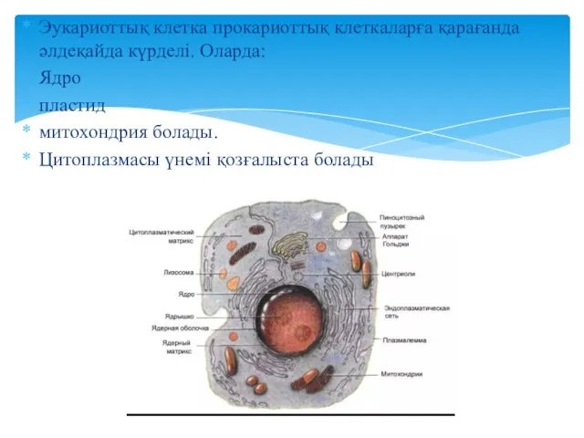 Эукариоттық клетка прокариоттық клеткаларға қарағанда әлдеқайда күрделі. Оларда: Ядро пластид митохондрия болады. Цитоплазмасы үнемі қозғалыста болады