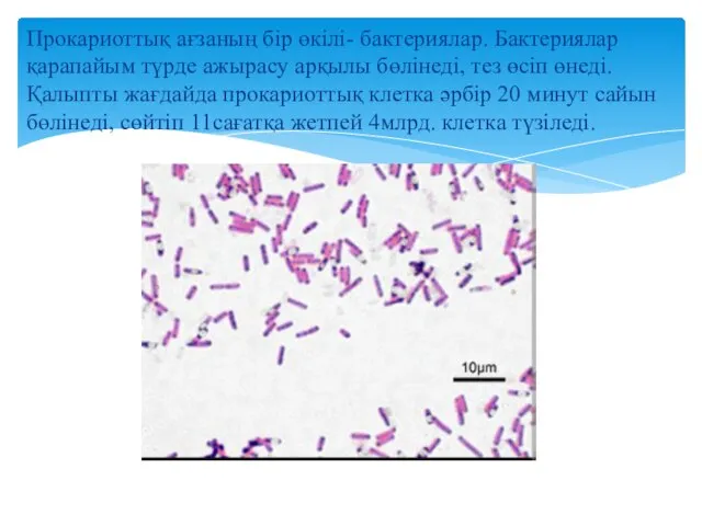 Прокариоттық ағзаның бір өкілі- бактериялар. Бактериялар қарапайым түрде ажырасу арқылы бөлінеді, тез