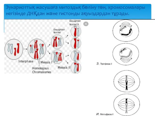 Эукариоттық жасушаға митоздық бөліну тән, хромосомалары негізінде ДНҚдан және гистонды ақуыздардан тұрады.