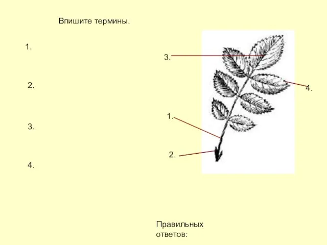 Впишите термины. 1. 2. 3. 4. Правильных ответов: 1. 2. 3. 4.