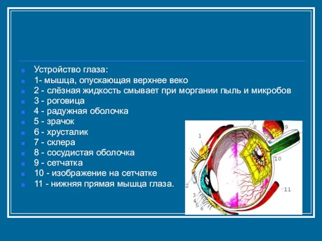 Устройство глаза: 1- мышца, опускающая верхнее веко 2 - слёзная жидкость смывает