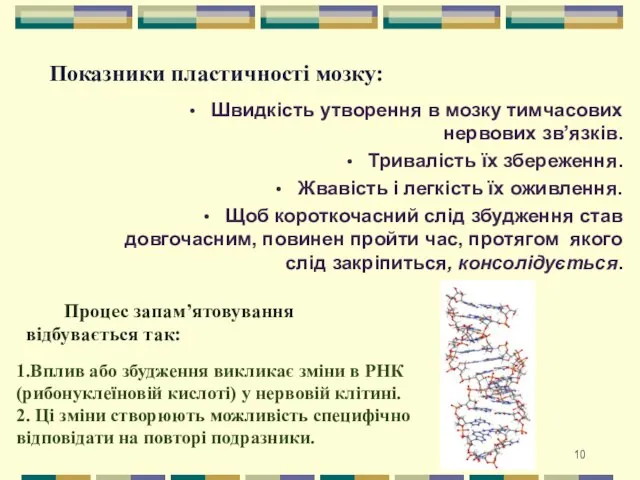 Швидкість утворення в мозку тимчасових нервових зв’язків. Тривалість їх збереження. Жвавість і