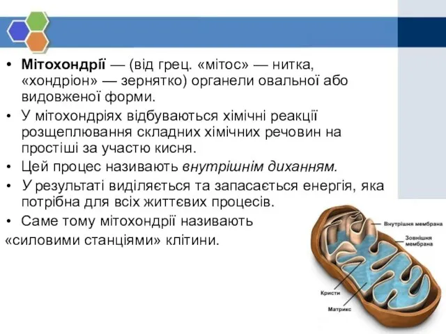 Мітохондрії — (від грец. «мітос» — нитка, «хондріон» — зернятко) органели овальної