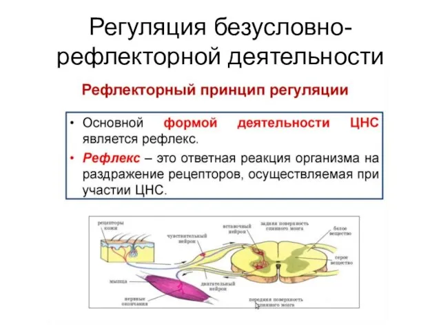 Регуляция безусловно-рефлекторной деятельности