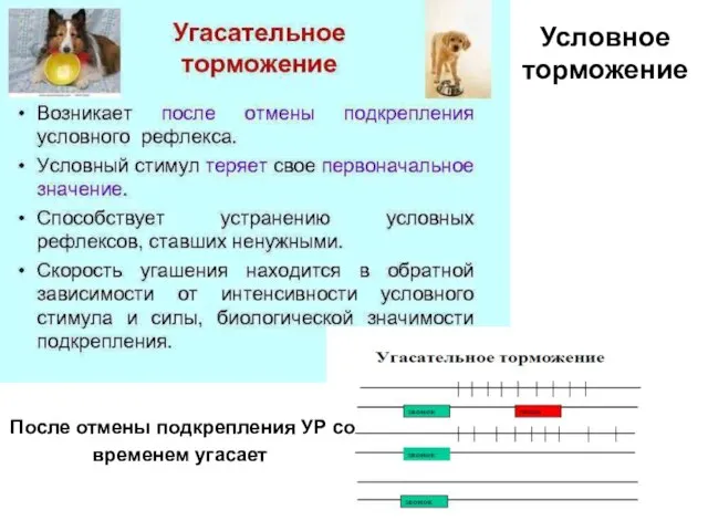 После отмены подкрепления УР со временем угасает Условное торможение