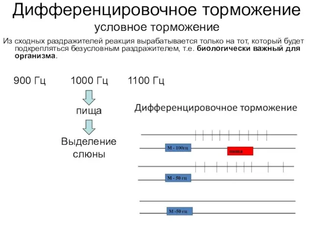 Дифференцировочное торможение условное торможение Из сходных раздражителей реакция вырабатывается только на тот,