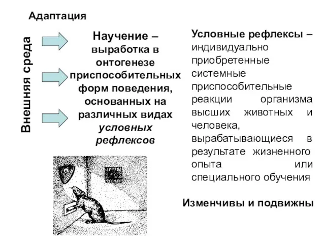 Научение – выработка в онтогенезе приспособительных форм поведения, основанных на различных видах