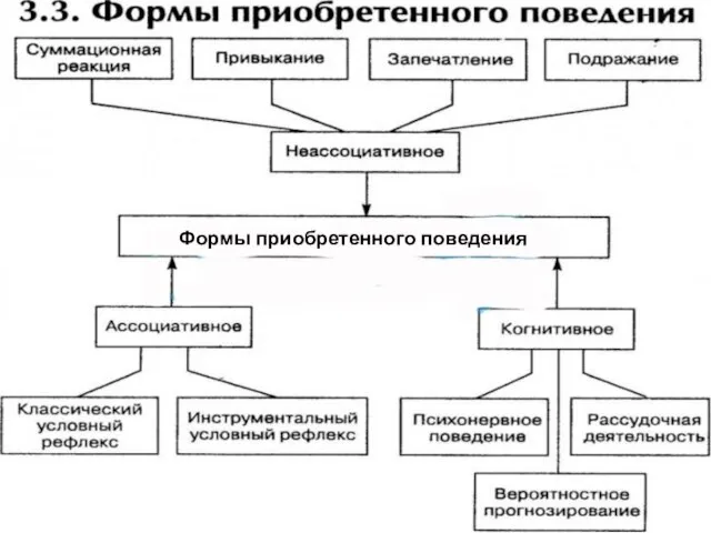 Формы приобретенного поведения