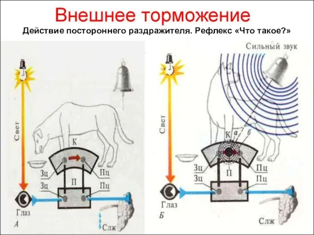 Действие постороннего раздражителя. Рефлекс «Что такое?»