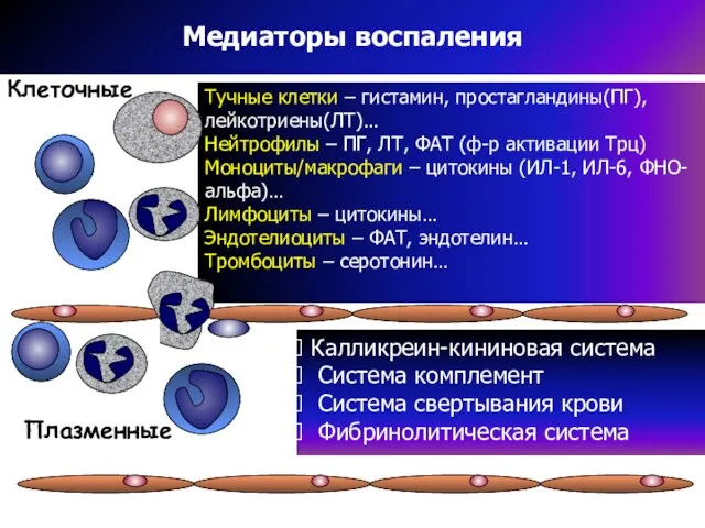 Медиаторы воспаления Тучные клетки – гистамин, простагландины(ПГ), лейкотриены(ЛТ)… Нейтрофилы – ПГ, ЛТ,