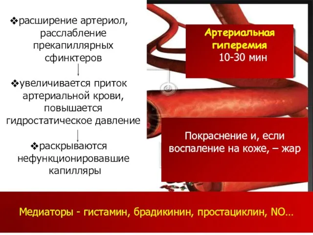 Артериальная гиперемия 10-30 мин расширение артериол, расслабление прекапиллярных сфинктеров увеличивается приток артериальной