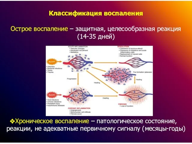 Классификация воспаления Острое воспаление – защитная, целесообразная реакция (14-35 дней) Хроническое воспаление